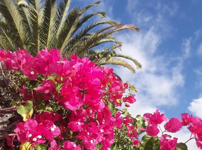 Apartamento Taidia Tropical *